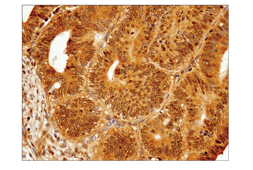 Immunohistochemistry Image 1: IRF-3 (D9J5Q) Mouse mAb