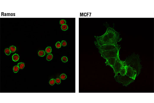 Immunofluorescence Image 1: PAX5 (D19F8) XP® Rabbit mAb (Alexa Fluor® 555 Conjugate)
