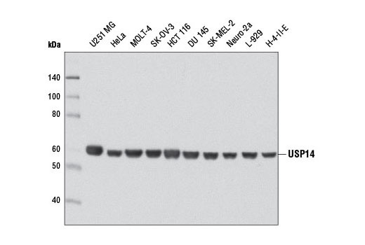  Image 2: USP Antibody Sampler Kit