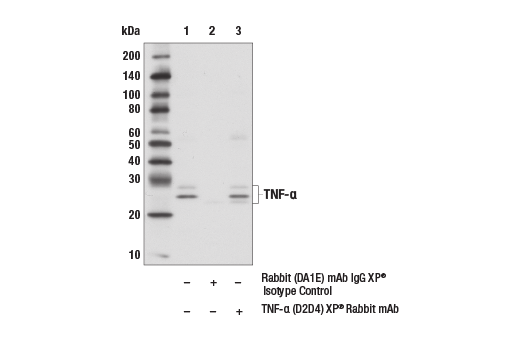 Immunoprecipitation Image 1: TNF-α (D2D4) XP® Rabbit mAb