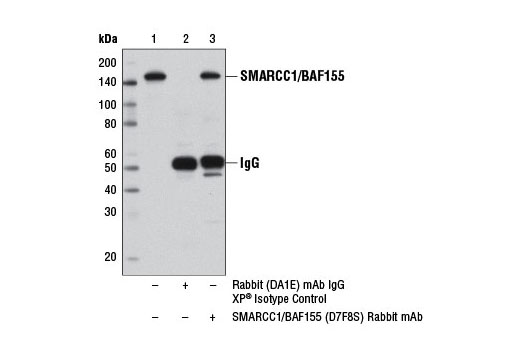  Image 13: BAF Complex Antibody Sampler Kit