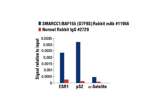 Chromatin Immunoprecipitation Image 3: SMARCC1/BAF155 (D7F8S) Rabbit mAb