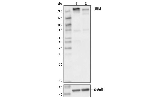  Image 4: BAF Complex Antibody Sampler Kit