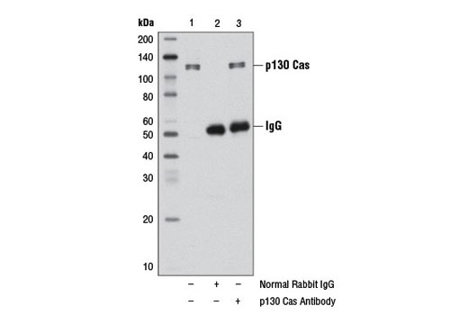 Immunoprecipitation Image 1: p130 Cas Antibody