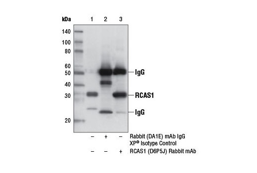 Immunoprecipitation Image 1: RCAS1 (D6P5J) Rabbit mAb