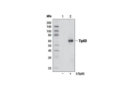 Western Blotting Image 1: Tip60 Antibody
