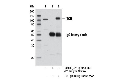 Immunoprecipitation Image 1: ITCH (D8Q6D) Rabbit mAb