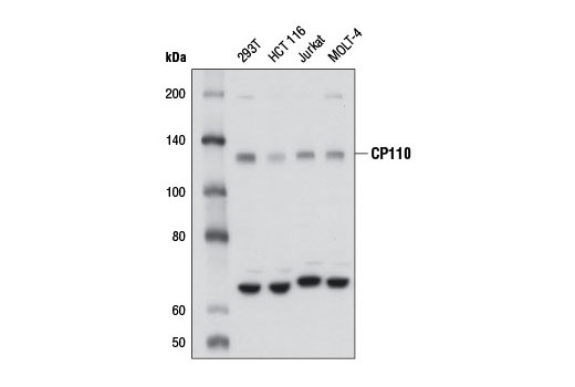 Western Blotting Image 1: CP110 Antibody