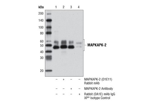 Immunoprecipitation Image 1: MAPKAPK-2 (D1E11) Rabbit mAb