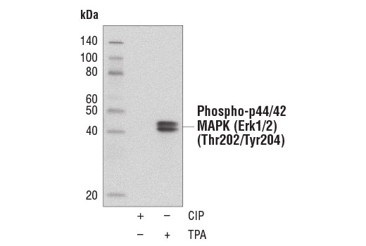 Western Blotting Image 1: Protein A (HRP Conjugate)
