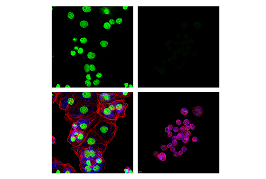 Immunofluorescence Image 1: TEAD1 (D9X2L) Rabbit mAb