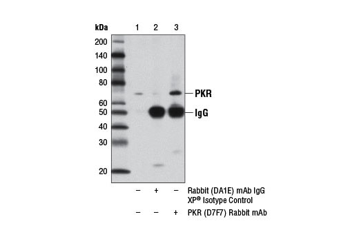 Immunoprecipitation Image 1: PKR (D7F7) Rabbit mAb