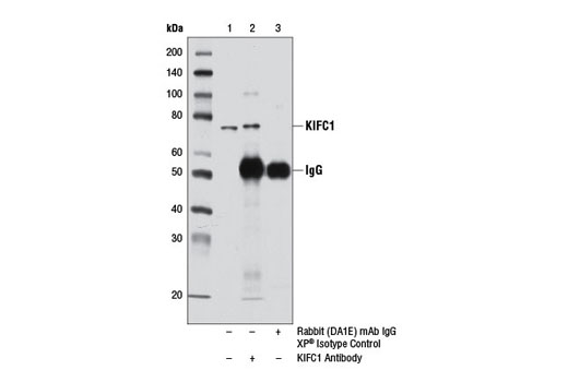 Immunoprecipitation Image 1: KIFC1 Antibody
