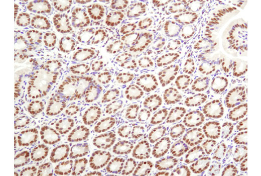  Image 26: BAF Complex Antibody Sampler Kit