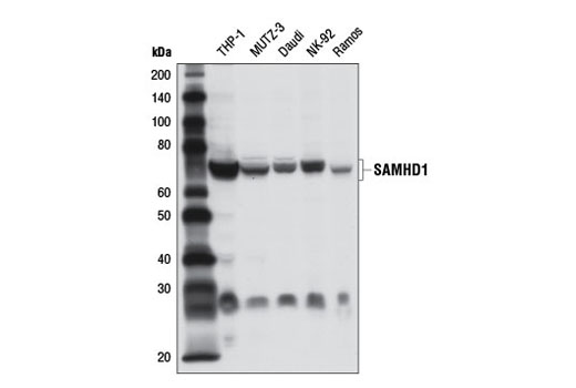 Western Blotting Image 1: SAMHD1 Antibody