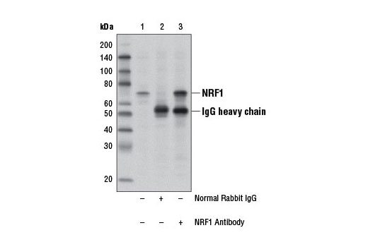Immunoprecipitation Image 1: NRF1 Antibody