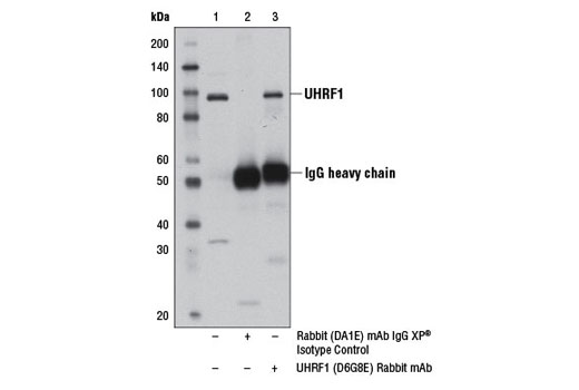 Immunoprecipitation Image 1: UHRF1 (D6G8E) Rabbit mAb