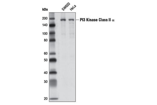 Western Blotting Image 1: PI3 Kinase Class II α (D3Q5B) Rabbit mAb