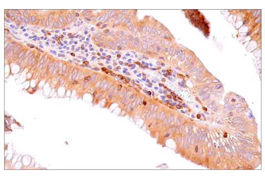 Immunohistochemistry Image 4: NF-κB1 p105/p50 (D7H5M) Rabbit mAb (BSA and Azide Free)