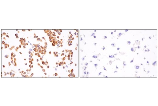 Immunohistochemistry Image 10: NF-κB1 p105/p50 (D7H5M) Rabbit mAb