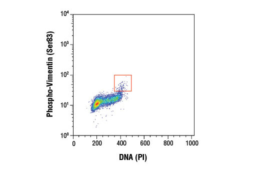 Flow Cytometry Image 1: Phospho-Vimentin (Ser83) (D5A2D) Rabbit mAb