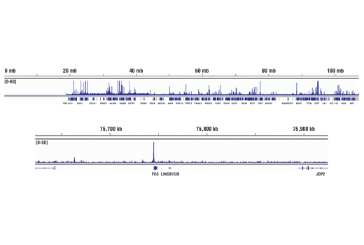 Chromatin Immunoprecipitation Image 2: Stat3 (D3Z2G) Rabbit mAb