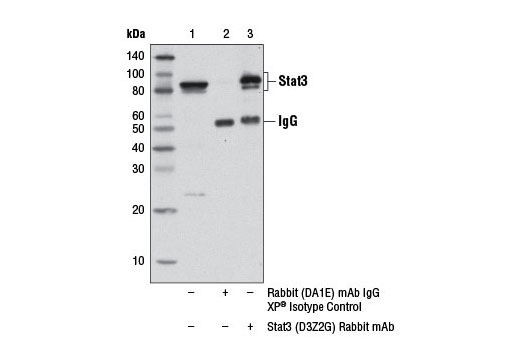 Immunoprecipitation Image 1: Stat3 (D3Z2G) Rabbit mAb