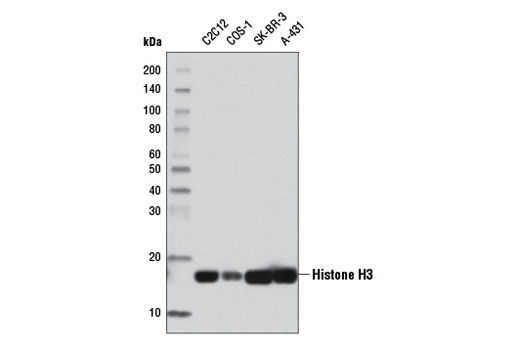 Western Blotting Image 1: Histone H3 (D1H2) XP® Rabbit mAb (HRP Conjugate)