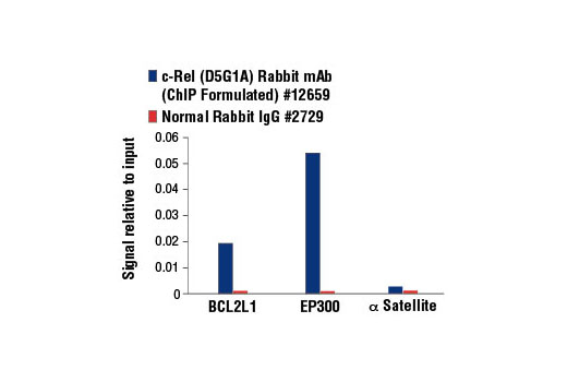 Chromatin Immunoprecipitation Image 1: c-Rel (D5G1A) Rabbit mAb (ChIP Formulated)