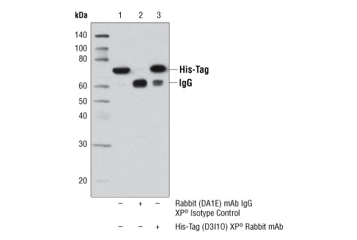  Image 11: Epitope Tag Antibody Sampler Kit