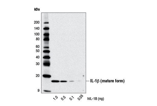  Image 14: Human Reactive Inflammasome Antibody Sampler Kit II