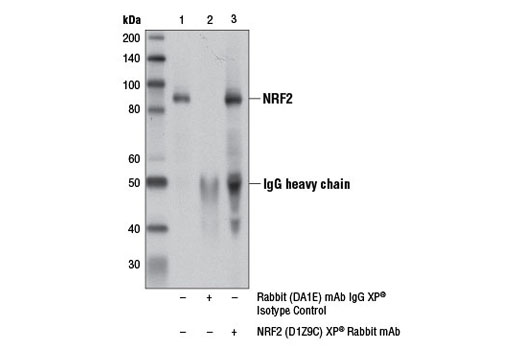 Immunoprecipitation Image 1: NRF2 (D1Z9C) XP® Rabbit mAb