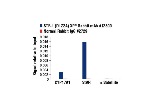 Chromatin Immunoprecipitation Image 3: STF-1 (D1Z2A) XP® Rabbit mAb