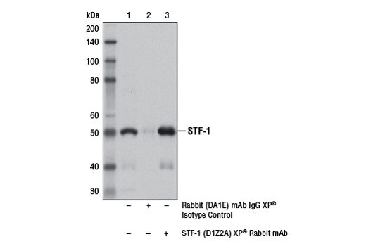 Immunoprecipitation Image 1: STF-1 (D1Z2A) XP® Rabbit mAb