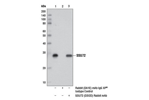 Immunoprecipitation Image 1: SSU72 (D3I2D) Rabbit mAb
