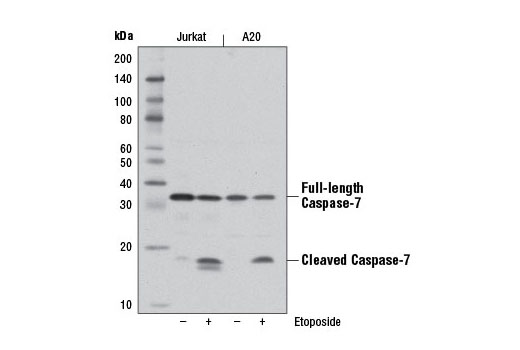  Image 5: Effector Caspases and Substrates Antibody Sampler Kit