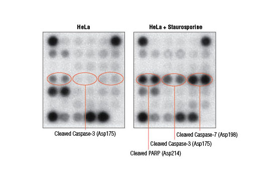  Image 5: PathScan® Stress and Apoptosis Signaling Antibody Array Kit (Chemiluminescent Readout)