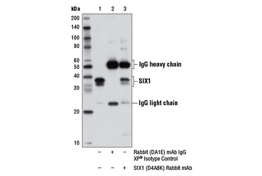 Immunoprecipitation Image 1: SIX1 (D4A8K) Rabbit mAb