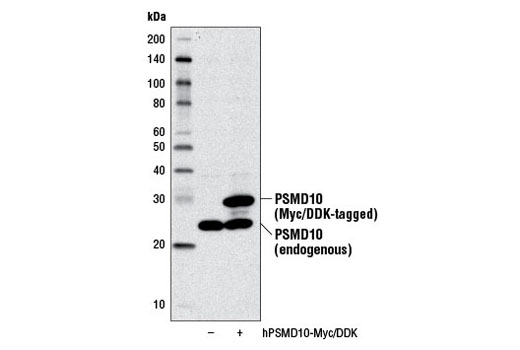 Western Blotting Image 2: PSMD10/Gankyrin Antibody