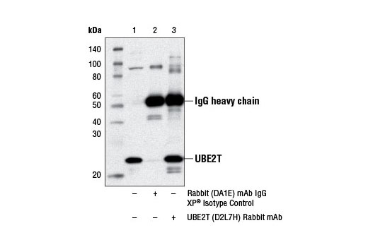 Immunoprecipitation Image 1: UBE2T (D2L7H) Rabbit mAb