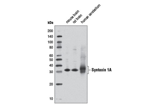 Western Blotting Image 1: Syntaxin 1A Antibody