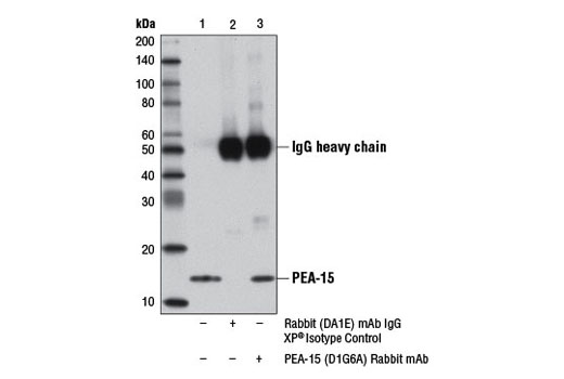 Immunoprecipitation Image 1: PEA-15 (D1G6A) Rabbit mAb