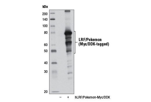 Western Blotting Image 2: LRF/Pokemon Antibody