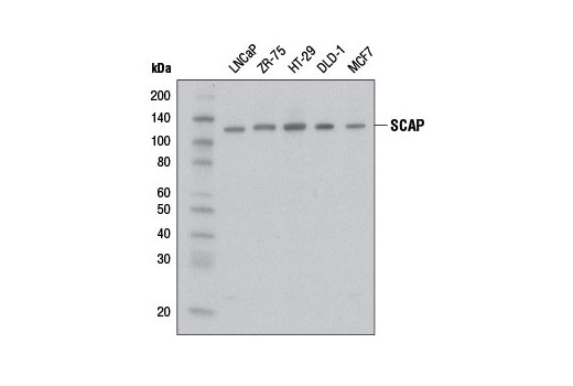 Western Blotting Image 1: SCAP Antibody