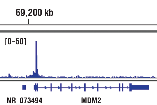 Chromatin Immunoprecipitation Image 1: p63-α (D2K8X) XP® Rabbit mAb