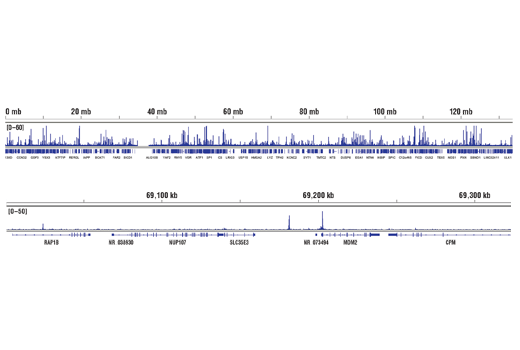 Chromatin Immunoprecipitation Image 2: p63-α (D2K8X) XP® Rabbit mAb