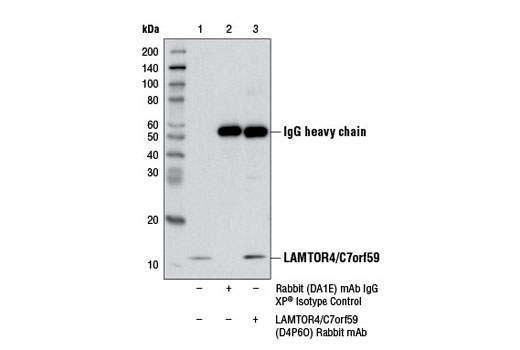 Immunoprecipitation Image 1: LAMTOR4/C7orf59 (D4P6O) Rabbit mAb