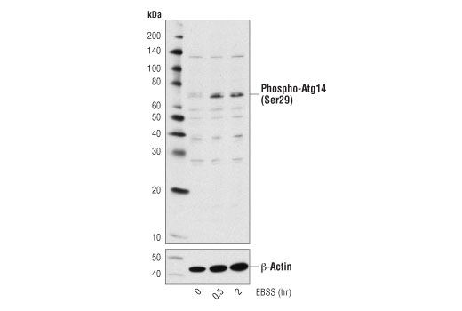 Western Blotting Image 1: Phospho-Atg14 (Ser29) Antibody