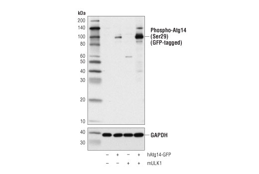 Western Blotting Image 2: Phospho-Atg14 (Ser29) Antibody