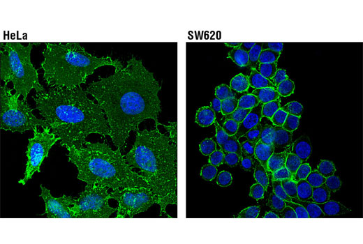 Immunofluorescence Image 1: 4F2hc/SLC3A2 (D6O3P) Rabbit mAb